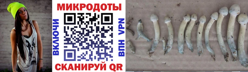 Галлюциногенные грибы Cubensis  маркетплейс клад  Новочеркасск  где купить наркоту 
